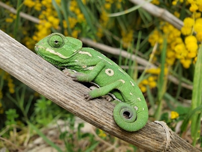 Claves del éxito viral de Meccha Chameleon