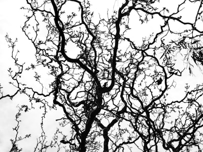 Determinismo en sistemas neuromórficos continuos