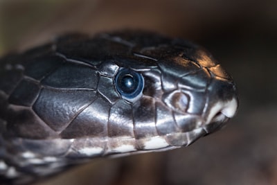 Python comienza 2026 con impulso y crecimiento