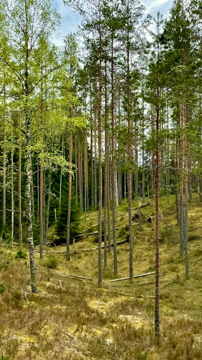 Bosque Aislado con Sensibilidades Extendidas