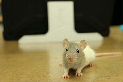 Este ratón inalámbrico se divide en controladores de juego