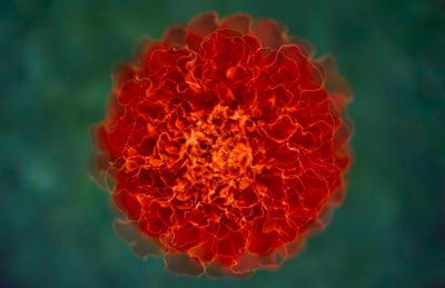 Modelos predictivos vs criterios de cribado en detección temprana de cáncer