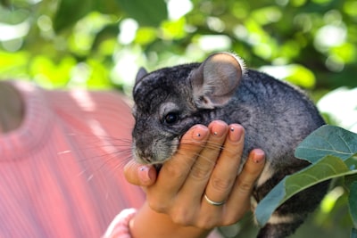 Cómo reproducir el escalado de Chinchilla con presupuesto limitado