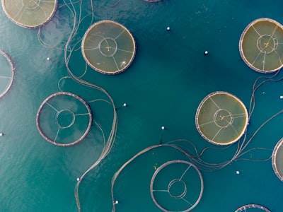 Optimización de la acuicultura mediante modelos microbianos y ciclo de nutrientes