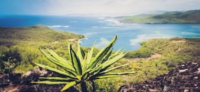 Los cultivadores de cannabis del Caribe apuntan a las ventas y exportaciones nacionales