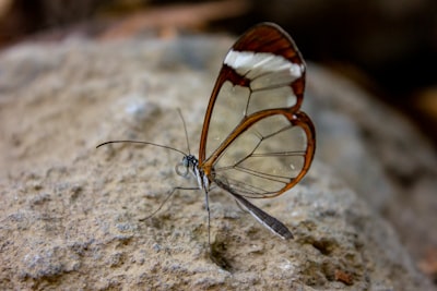 Proyecto Glasswing: La IA más poderosa del mundo en acción