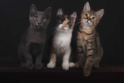 Principales expertos en software de gestión veterinaria en Las Palmas