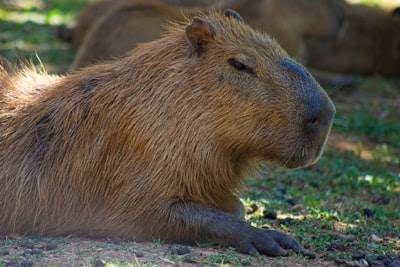 Building a Vector Database from Scratch - CapybaraDB