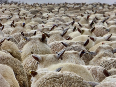 Herd Security recauda $3 millones para capacitación con IA
