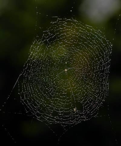Cómo la vida moldea nuestra inteligencia