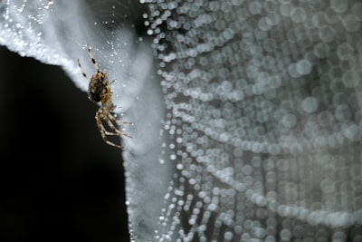 Hacker de British Scattered Spider se declara culpable de robo de criptomonedas
