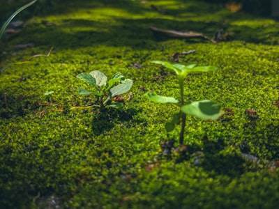 ¿Cómo la programación de aplicaciones puede apoyar objetivos medioambientales?
