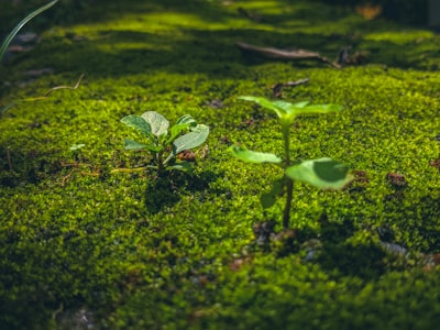 ¿Cómo la programación apoya los objetivos ambientales?