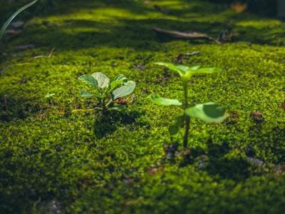 ¿Apoyo ambiental a través de software personalizado?
