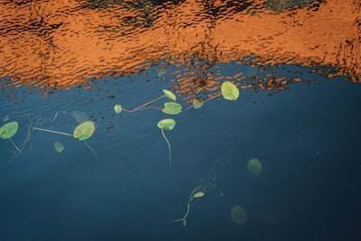 Automatización de prospección biológica a través de análisis de metabolitos marinos.