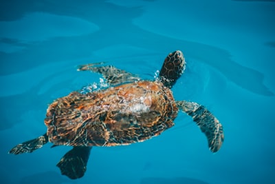 TurtleAI: Cómo mejorar la programación visual con modelos multimodales