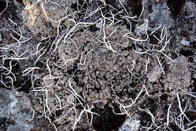 Optimización de biomarcadores microbianos para fitorremediación de metales pesados