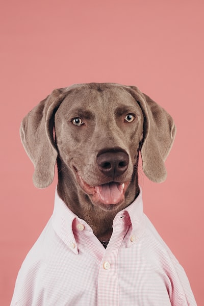 Top 50 Gestión de clínicas veterinarias en Córdoba