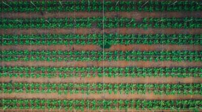 Real-time Harvesting Stress Detection using Federated Learning of Drone-Captured Hyperspectral Images