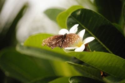 .NET MAUI vs Flutter: ¿Cuál elegir para tu proyecto?