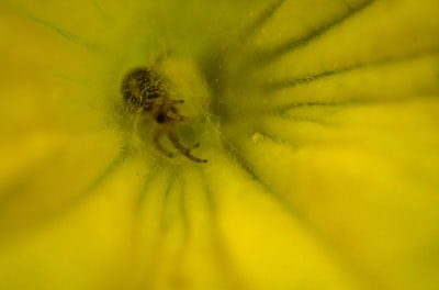 Algoritmo de polinización de flores para optimización multiobjetivo