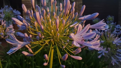 Actualización: Nueva Guía de Bloom Ahora Disponible