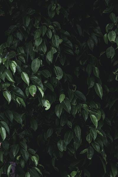 Open Minds and AI for Content and Organic Social Creation
