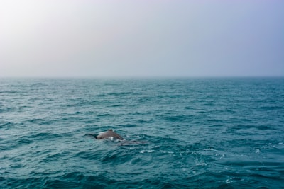 La especie de ballena franca del Atlántico Norte sigue en riesgo