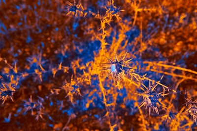Aprendizaje hebbiano en redes neuromórficas fotónicas profundos
