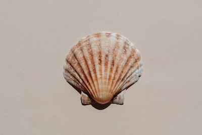 Guía completa de Bash, el shell más popular en Linux