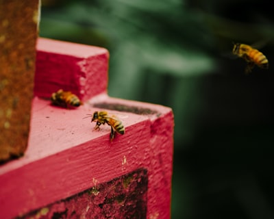 Desarrollo de API personalizadas para la continuidad del negocio