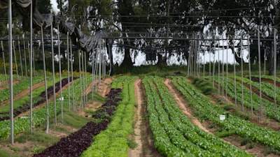Construyendo sistemas alimentarios más inteligentes con IA
