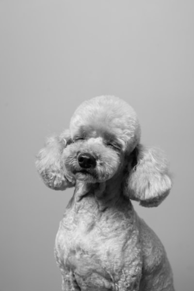 Poodle: Reducción sin fisuras de LLMs mediante reemplazo justo a tiempo