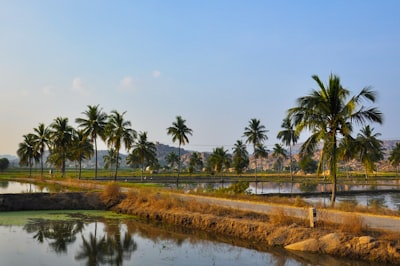 Parcelas residenciales e de inversión en Goa