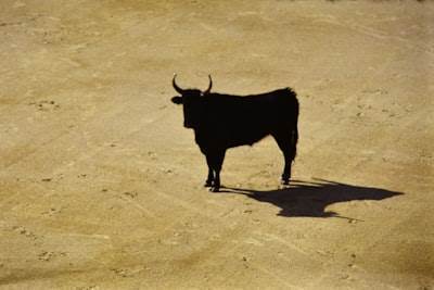 Pepeto dirige la feria taurina auditorizada y con gran atractivo para ballenas en 2025