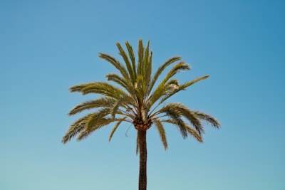 Consultoría de empresas n8n en Palma
