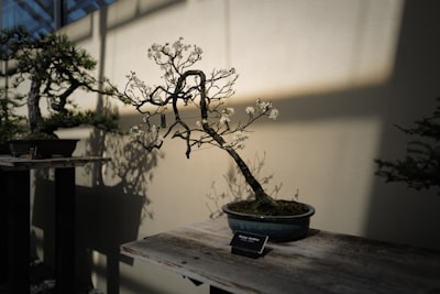 Ejecutando PrismML Bonsai 1-Bit LLM en CUDA con GGUF.