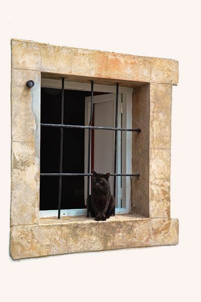 Desbloqueando la visión de la IA: Modelos generalizables para gatos y humanos