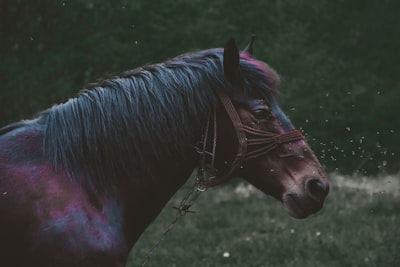 De Unicornios Solos a Estados de una Persona