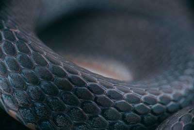 Desarrollador de Python Front-end: Contenido de nicho.