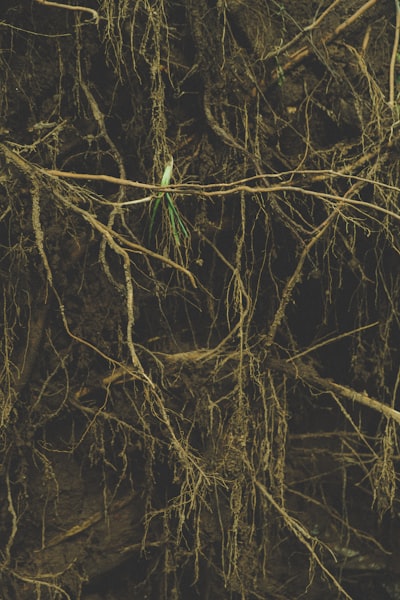 Un operador neuronal para el preentrenamiento de EDP a gran escala