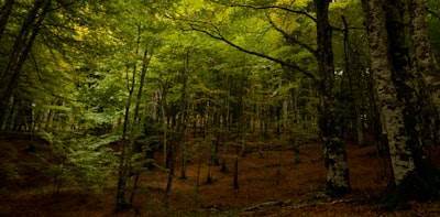 Guía Completa de Bosques Aleatorios en R