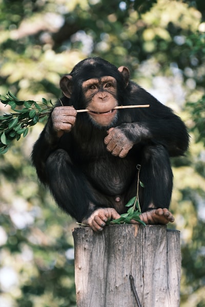 ¿Los LLM son más inteligentes que los chimpancés?