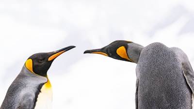 El Pingüino de Coase: Linux y la Estructura de la Empresa