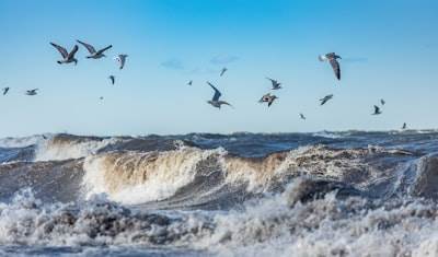 Coordinación de enjambres para resiliencia climática costera