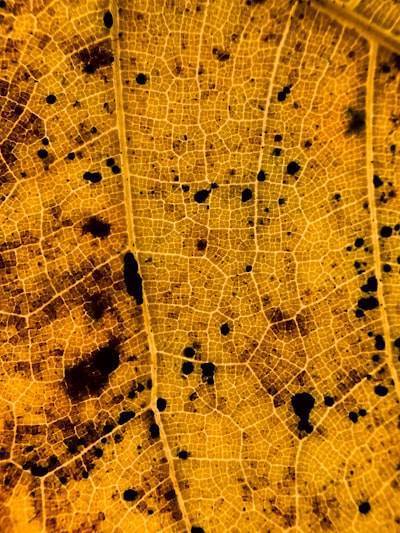 Identifying Prior Art with Hybrid Semantic-Graphical Analysis for Patent Maps and AI Powered Analysis
