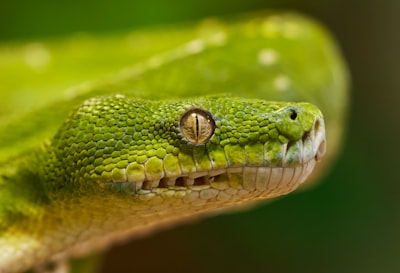 Cómo construir un motor de búsqueda de vectores en Python con FAISS y Sentence Transformers