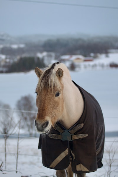 ¿Caballo necesita manta?