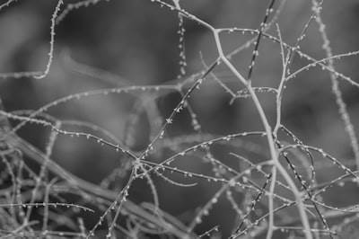 No necesariamente tener que seguir la estructura o gramaticalmente parecerse al texto original.

Dinamica de Redes Micorrízicas: H2 Generación y Movilización de Fósforo con Celdas Electroquímicas Micr