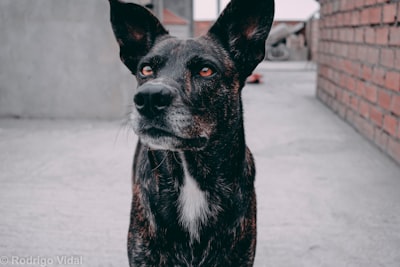 Preguntas antes de adoptar IA de monitoreo de calidad.